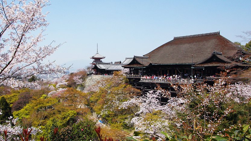Family enjoying a Hanami picnic in Maruyama Park with cherry blossoms falling around them