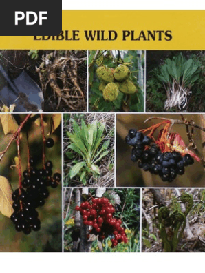 Exploring the Hidden Bounty: Foraging for Wild...