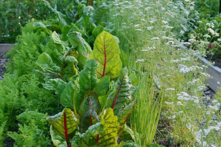 A close-up view of companion planting in a raised garden bed