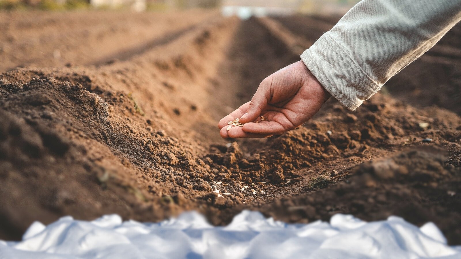 Winter Solstice Seed Dreams: A Simple Homestead...