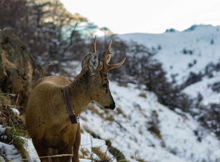 Conservationists track footprints of the Huemul deer through a snow-covered forest in Patagonia.