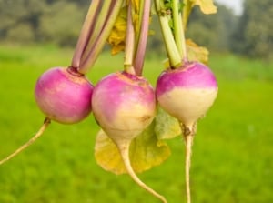 harvest turnips