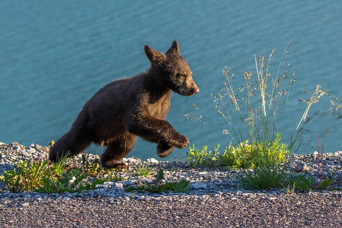 Following the tracks of wild creatures in Jasper National Park with @JasperWildlifeAdventures! Learning about animal behavior and contributing to conservation efforts. #WildlifeTracking #JasperNationalPark #CanadianRockies
