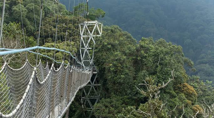 Nyungwe Forest canopy walk