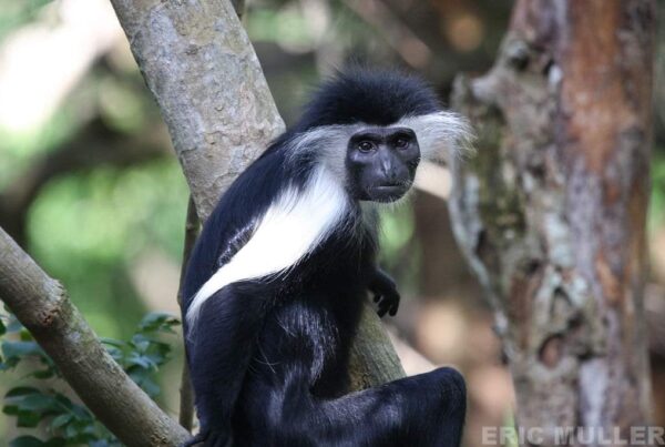 A couple helping with a Colobus monkey conservation project at Diani Beach, Kenya.