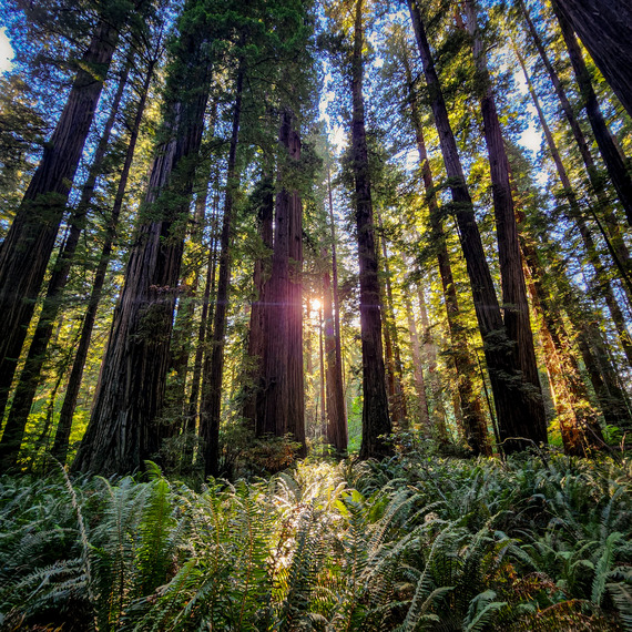 Sunset rays through ferns