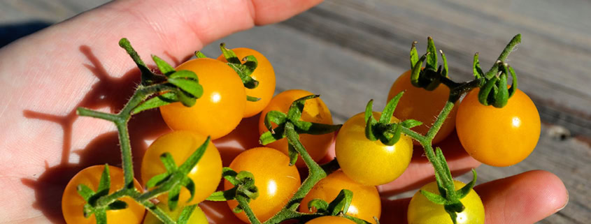 Pepper Seeds Harvesting