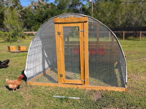 A happy hen foraging in the grass inside a chicken tractor