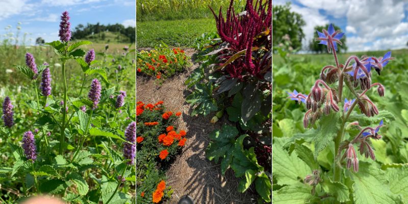 A flourishing vegetable garden