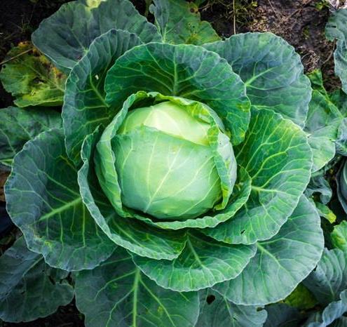 7 Secrets to a Bountiful Fall Harvest (Even Aft...