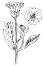 5 Unexpected Herbs to Elevate Your Fall Harvest...