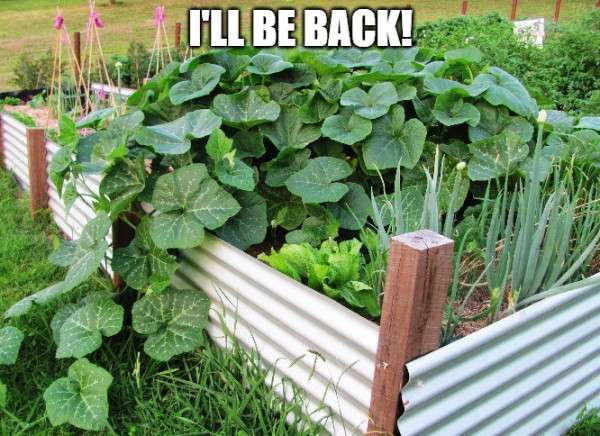 Beyond Ornamentation: Building a Living Trellis...