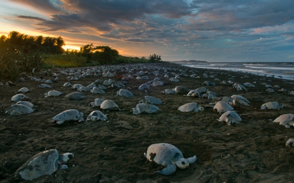 Olive Ridley sea turtles crowding a beach in Costa Rica during an arribada, showcasing their nesting behavior during a mass event.
