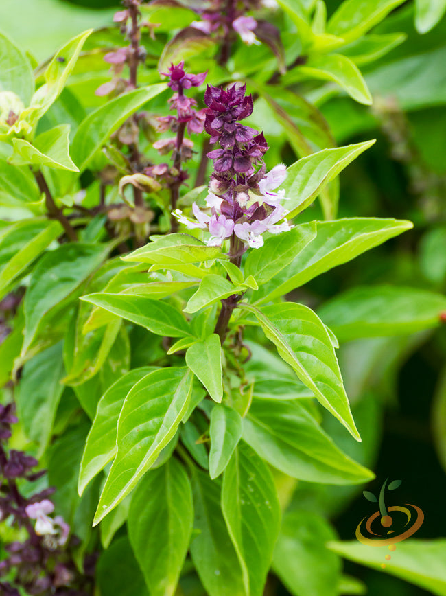 native plant garden varied blooms