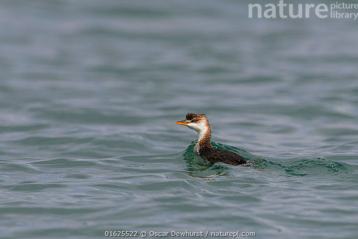 Inti Raymi Celebration