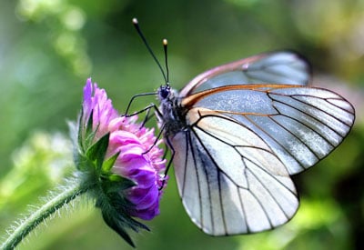 Beyond Nectar: The Secret to a Butterfly-Filled...