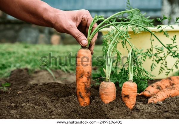 womans hands picking carrots garden