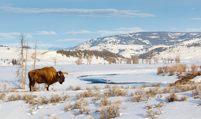 Bison in Yellowstone National Park