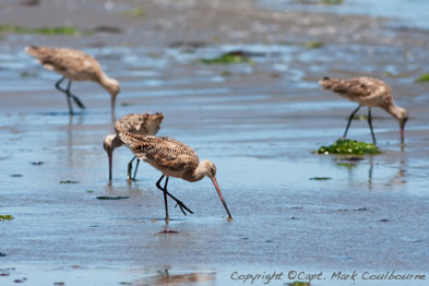A selection of birds I spotted during my birdwatching expedition on Assateague Island.