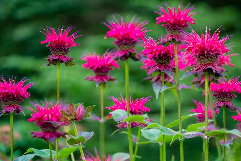 7 Easy Ways to Make Your Garden a Pollinator Pa...