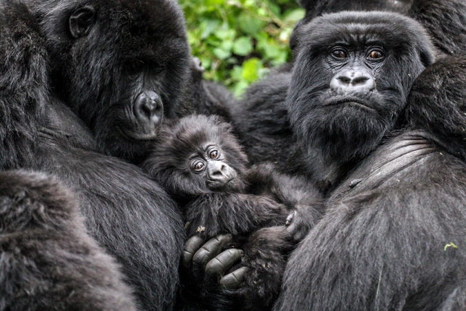 A silverback gorilla sits in the forest, surrounded by lush greenery in Volcanoes National Park. The image represents the conservation efforts directly funded by tourism in Rwanda.