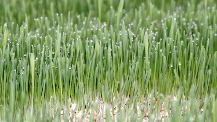 Transform Your Kitchen Scraps into Garden Gold:...