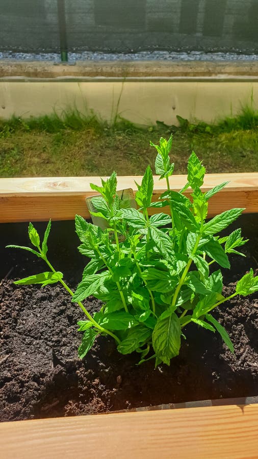 lush green mint plant