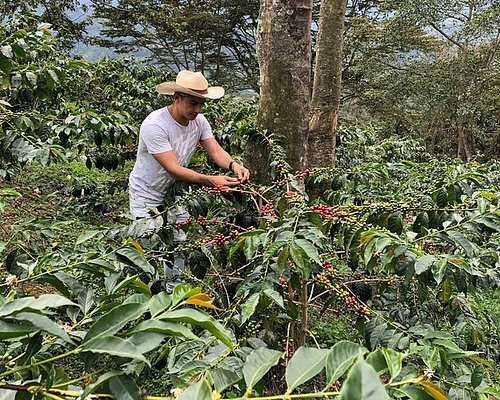 Coffee Region Colombia