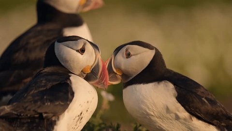 Puffins on Mykines Island
