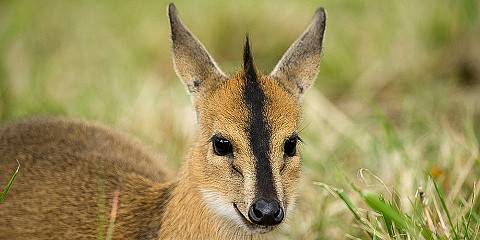 Gorilla family Rwanda Volcanoes National Park