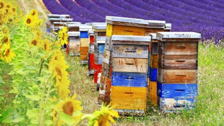 From Pallet to Paradise: Building a Sustainable...