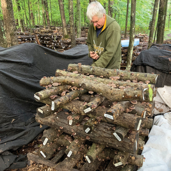 A close-up action shot, taken from the side, of someone drilling holes into a log, with wood shavings flying. Focus is on the drill bit and the texture of the wood.