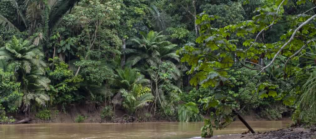 Caiman in the Napo River at night
