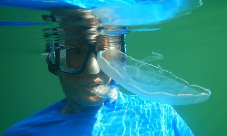 Kayakers paddling through mangrove tunnels in the Everglades National Park
