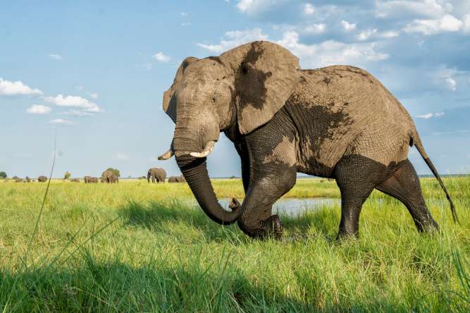 Imani, a solo female traveler, confidently navigates the African bush, equipped with essential gear and a sense of adventure, while prioritizing her safety and respect for the environment.