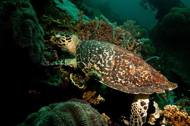 Families participating in coral micro-fragmentation in a brightly lit coral nursery, learning about the coral fragmentation process