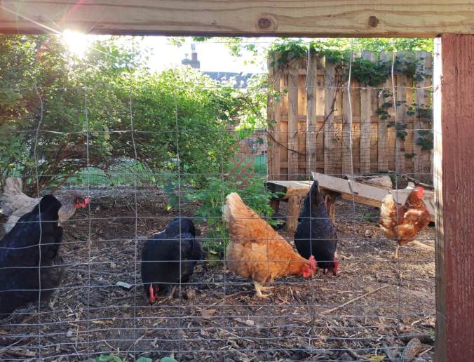 Chickens roaming around in a yard.