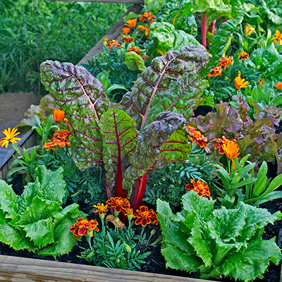 Spinach Seeds and Plant