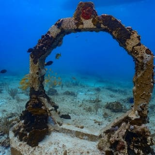 A diver carefully planting a seagrass plug in the seabed of the Florida Keys. Show the diversity of marine life around it