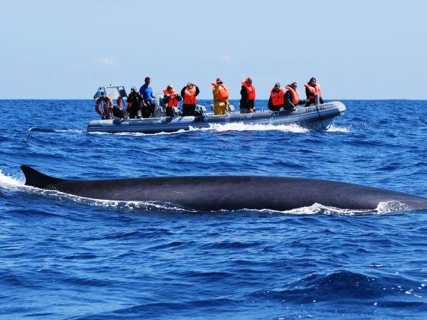 # Azores Awakening: Island Hopping in a Volcanic P...