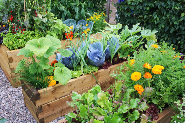 7 Easy Ways to Make Your Garden More Pollinator-...