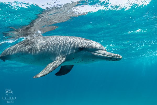 Swimming with wild dolphins in the Bahamas