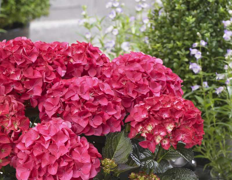 Blooming Bites: A Beginner's Guide to Growing &...