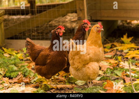 Interior view of nesting boxes lined with straw, eggs inside, warm and inviting light.