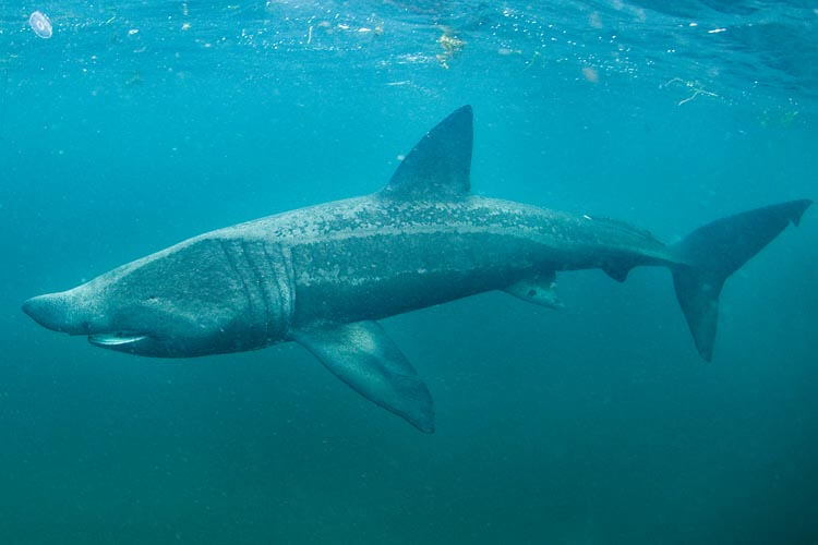 Basking shark swimming near the surface