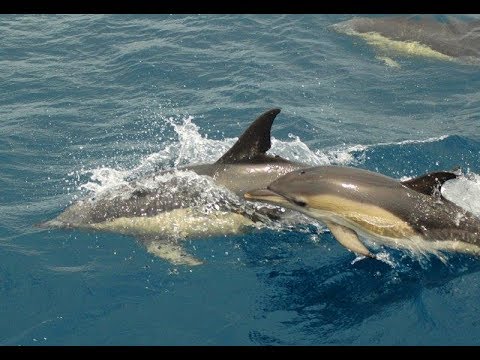 Coral Restoration Project