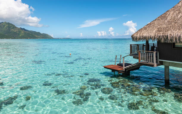Coral restoration in Moorea