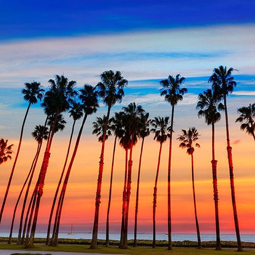 Palm trees line a street near White Sands National Park.