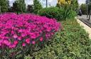 Beyond the Garden Aisle: Discover Uncommon Pere...