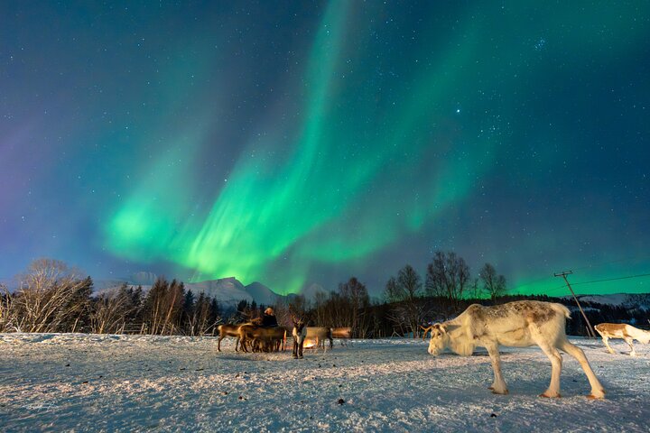 Northern Lights Reindeer Sleigh Ride: A reindeer-drawn sleigh travels through a snowy forest under a vibrant display of the Aurora Borealis.